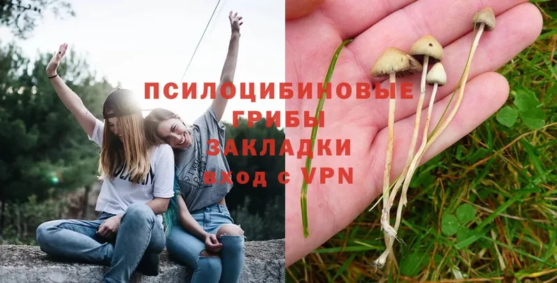 Псилоцибиновые грибы Cubensis  Жуковский 